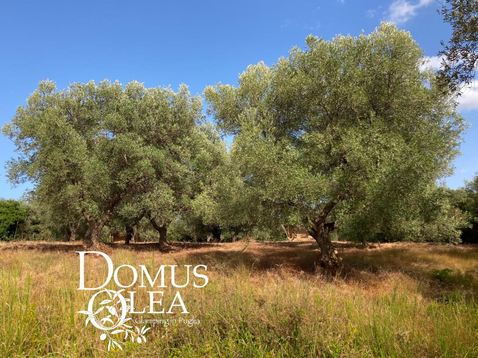 Domus Olea Glamping Hotel Ceglie Messapica Exterior photo